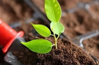 有机肥替代部分化肥有利于稳定土壤有机质