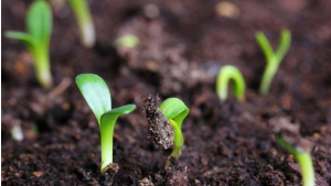 如果土壤没有有机质，何谈土壤肥力！重视土壤有机质