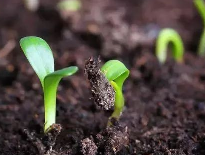 “化肥导致土壤酸化板结”没有科学依据 