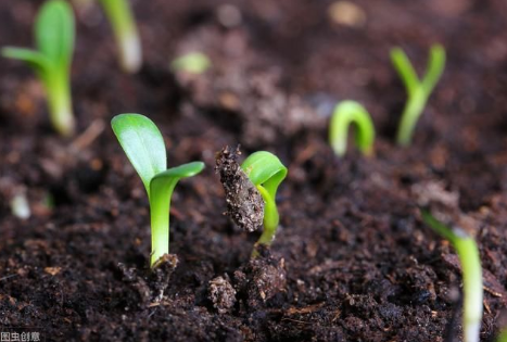 土壤板结应该用什么肥料改善呢？