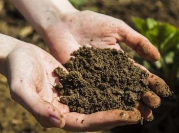 土壤板结应该用什么肥料改善呢？