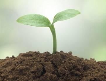 酸性土壤的十几种改良方法供参考