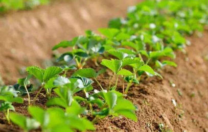 酸性土壤如何改良培肥，有哪些方法？