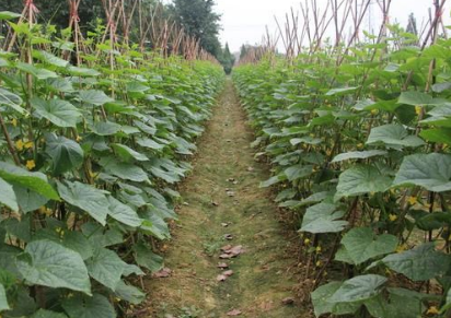 菜园子一直种植蔬菜，土壤严重结板，老农说要改良土壤了