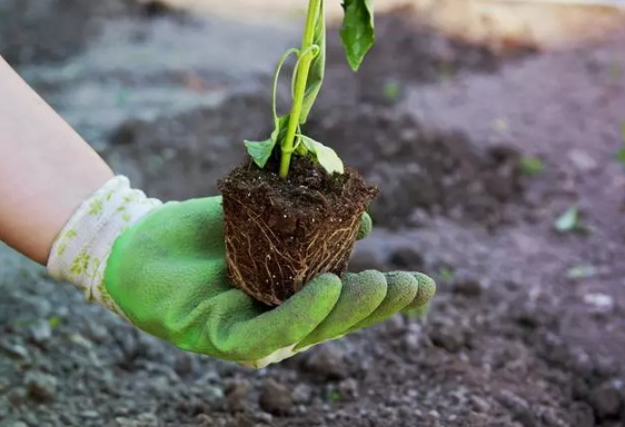 测土配方施肥技术推行15年了，为什么农民还在盲目选择肥料？