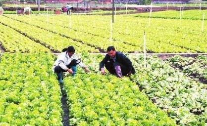 一直连续种植蔬菜，土壤变得结板，怎样改良土壤疏松度呢