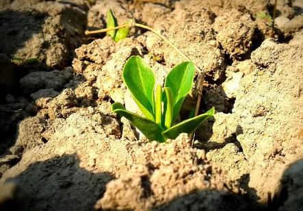 植物修复重金属和抗生素复合污染土壤微生物数量和酶活性的变化 