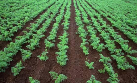 种菜想高产，土壤是关键种菜想高产，土壤是关键 导语 蔬菜的提质增产离不开健康的土壤和发达的根系，土壤和