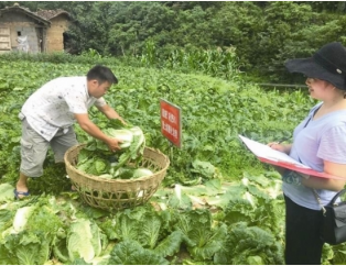 土壤治理助菜农增收 