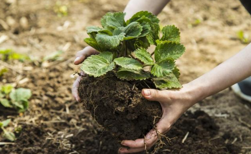施用有机肥对土壤的5大作用