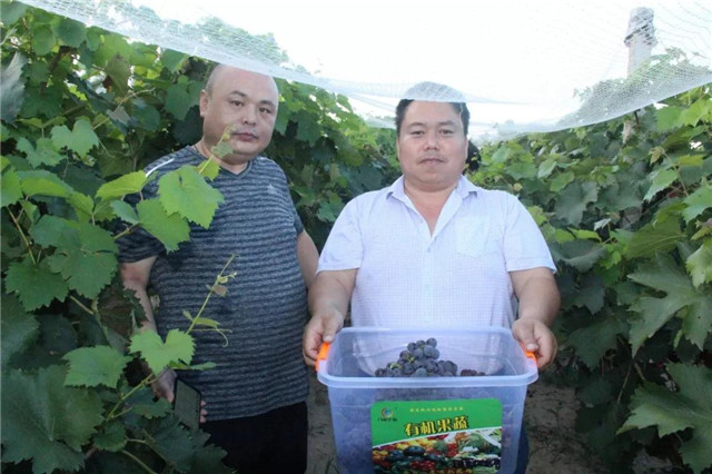 河北八度生物让葡萄种植减肥增效！