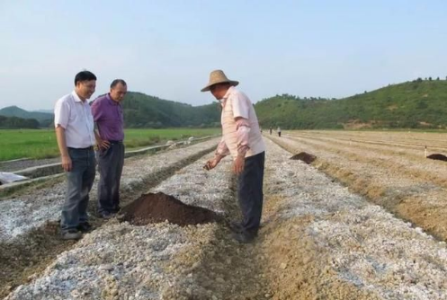 用生石灰调理土壤需慎重