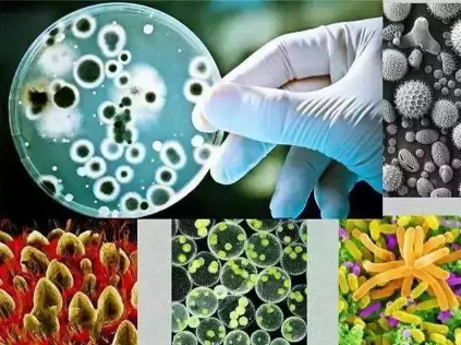 都知道要补充土壤微生物，微生物都在土壤中干些啥，你知道吗？