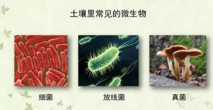 都知道要补充土壤微生物，微生物都在土壤中干些啥，你知道吗？