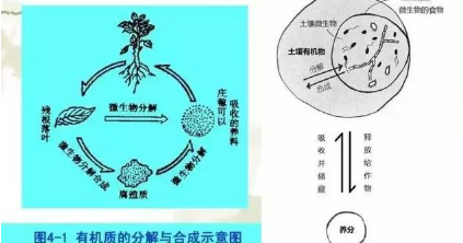 都知道要补充土壤微生物，微生物都在土壤中干些啥，你知道吗？