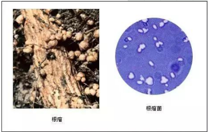 都知道要补充土壤微生物，微生物都在土壤中干些啥，你知道吗？