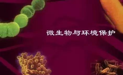 都知道要补充土壤微生物，微生物都在土壤中干些啥，你知道吗？