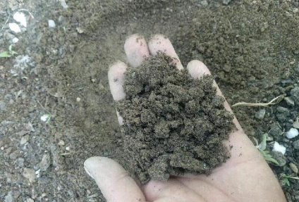 种植农户分享的改良土壤的小办法，土壤好不好，看颜色就知道了