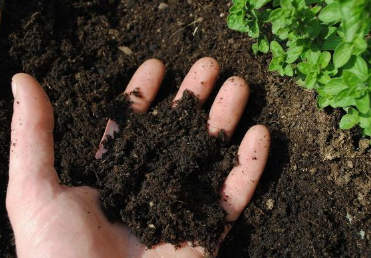 「土壤」棚内土壤出现红白绿，抓好三点就能改善