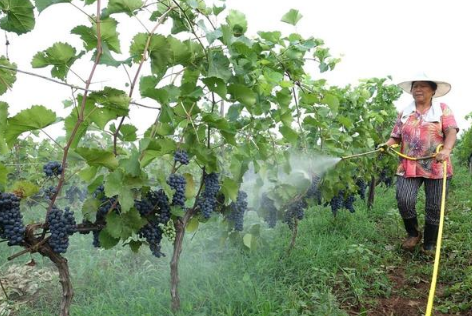 氨基酸肥料真的很厉害！全面解读氨基酸肥料对土壤作物的作用