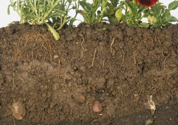 「土壤」根系生长不好 这是重要原因