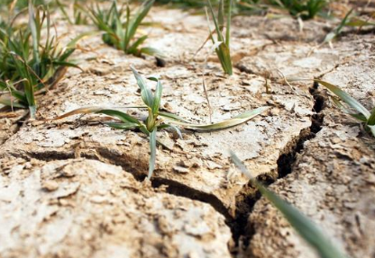 为什么大棚内土壤容易盐碱化，如何避免盐碱化？