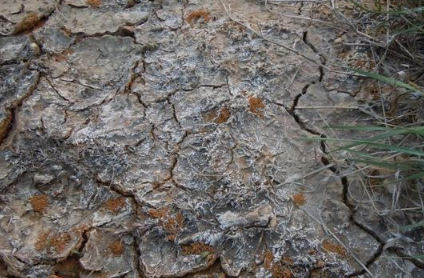 土壤盐渍化是如何导致的？治理方法有哪几种？