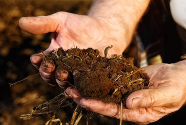 土壤改良最有效的4种方法和2个核心