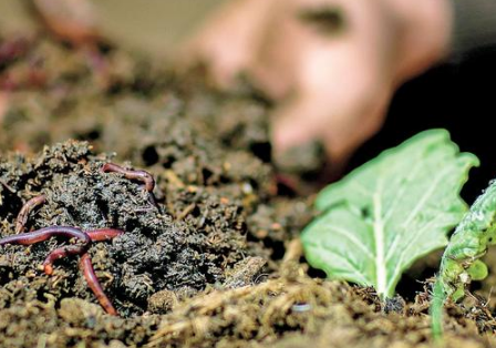 设施菜田养殖蚯蚓，改良土壤助增收