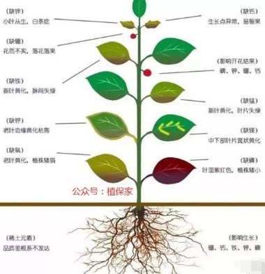 告急！我国一半的土壤缺中微量元素！别再只上氮磷钾了