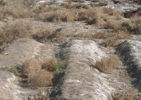 土壤改良的过程中有哪些好办法可以将盐分降下来，给你万亩良田