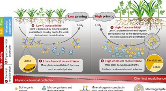 植物所揭示土壤碳激发效应的关键调控因素