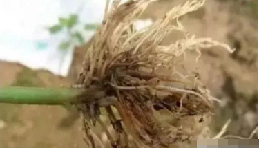 央视：微生物菌剂——土壤最后的“救命稻草”
