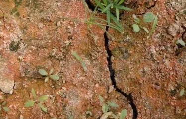 央视：微生物菌剂——土壤最后的“救命稻草”