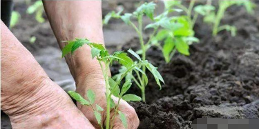 央视：微生物菌剂——土壤最后的“救命稻草”