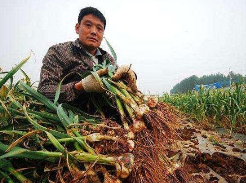 如何治理土壤重茬带来的危害