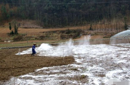 用生石灰调理土壤需慎重