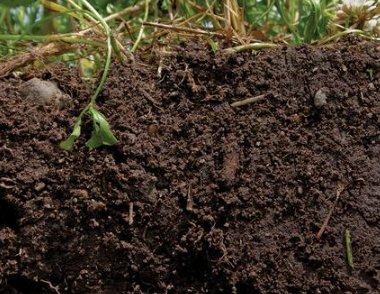 12月5日是“世界土壤日”，“吃土”的你可知道：地球上每5秒就有一块“足球场”流失