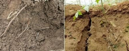 怎么提高土壤活性，解决土壤板结、透气性差的问题？
