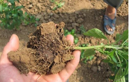 一线经验专家细谈，农业的根本问题在于土壤调理