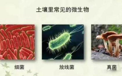 微生物都在土壤中干些啥，你知道吗？