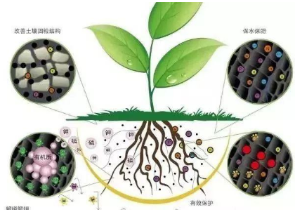 微生物都在土壤中干些啥，你知道吗？