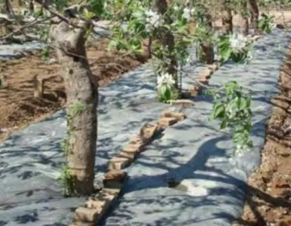 土壤营养富集技术，为苹果树生长创造良好土壤条件
