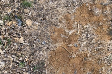 生石灰调节土壤亩用量如何掌握？