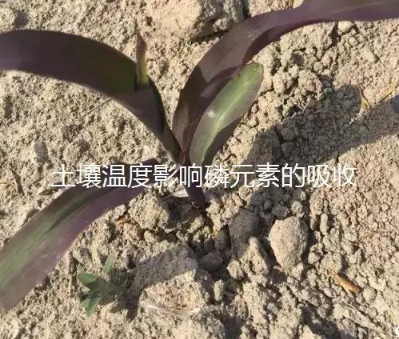 土壤三大“杀手”！直接影响肥效和作物生长，九成的人都不知道