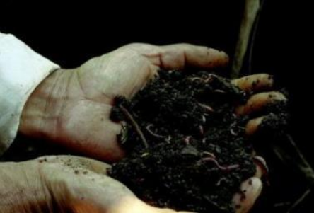 土壤微生物的“食物”与“分泌物”
