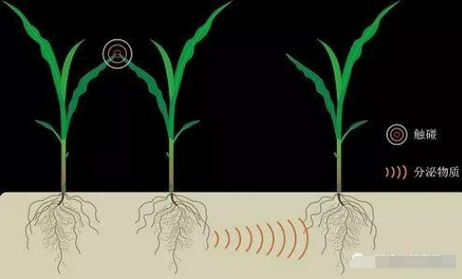 英媒：植物通过“交谈”避免生长竞争