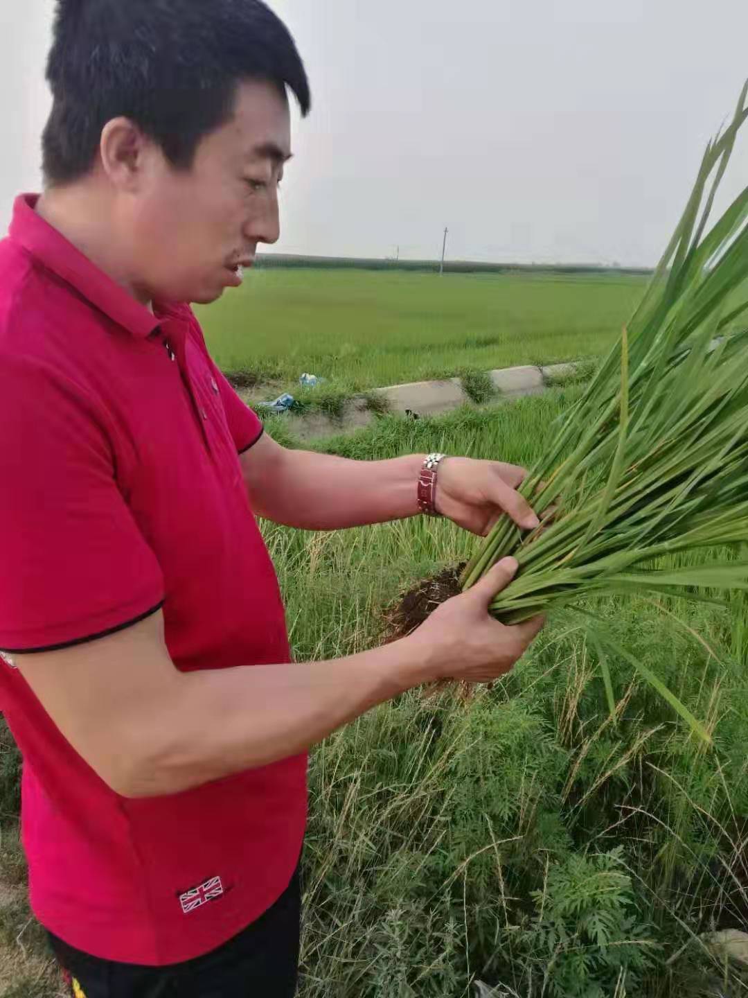 纳豆菌大米亮相北京新发地展厅