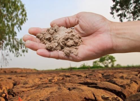 土壤问题导致贪青晚熟和酸化，还只用施肥解决问题？只会适得其反