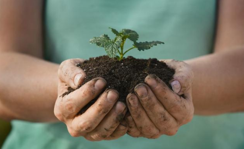 农家粪肥对土壤作物是个宝，但掌握好粪肥特性、科学使用是关键